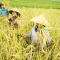 Para petani sedang memanen padi di sawah (Foto: Ist)